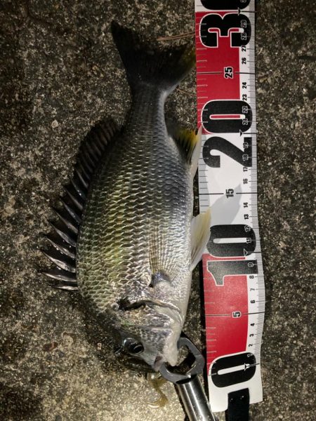 チニング〜デイandナイト