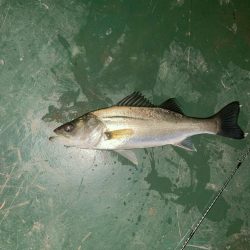 前日に続いてのバチシーバス