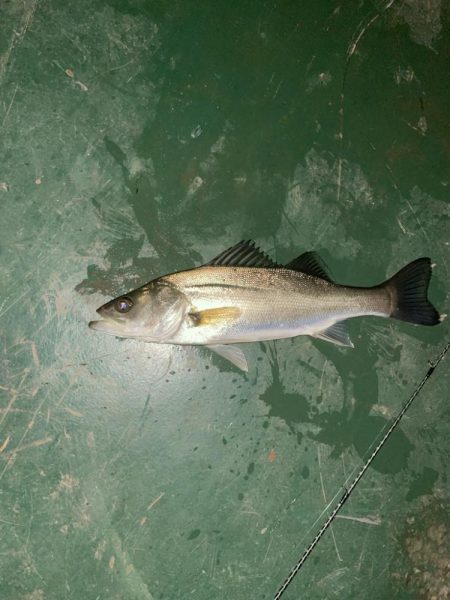 前日に続いてのバチシーバス