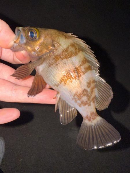 梅雨メバリング数釣り