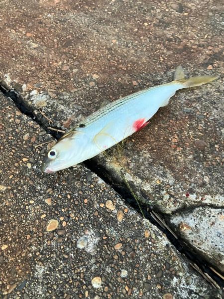 まいだいるのか？コノシロ祭り