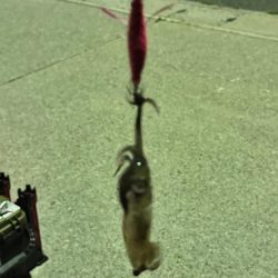 ヒイカ来ました！！