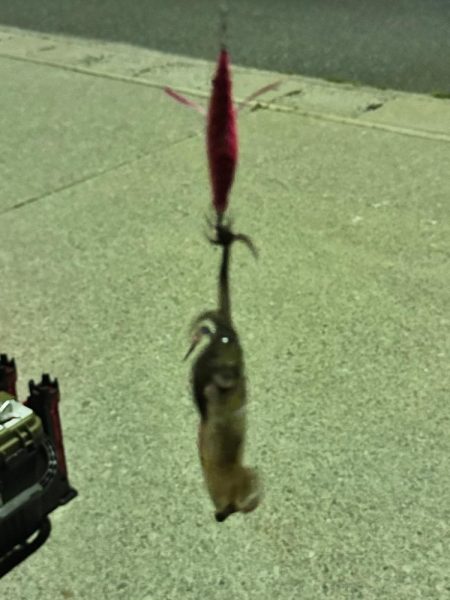 ヒイカ来ました！！