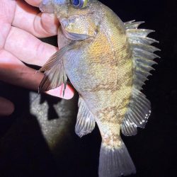 久しぶりの爆釣メバリング