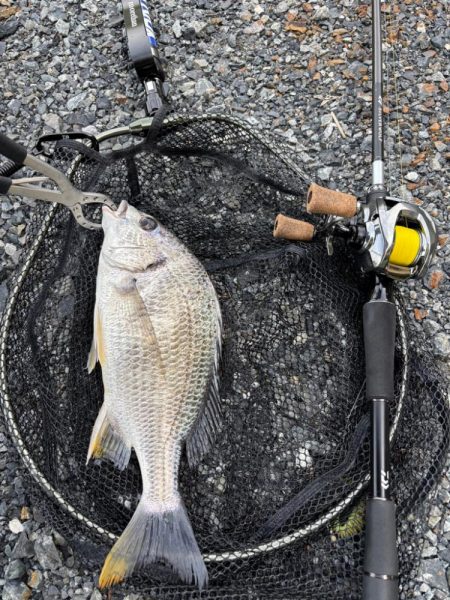 中々の入れ食いただし場所による