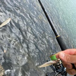 シロギスタ:ぶらり途中下浜の旅