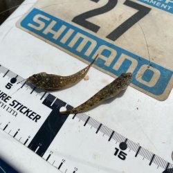 シロギスタのヒイラギスレイヤー