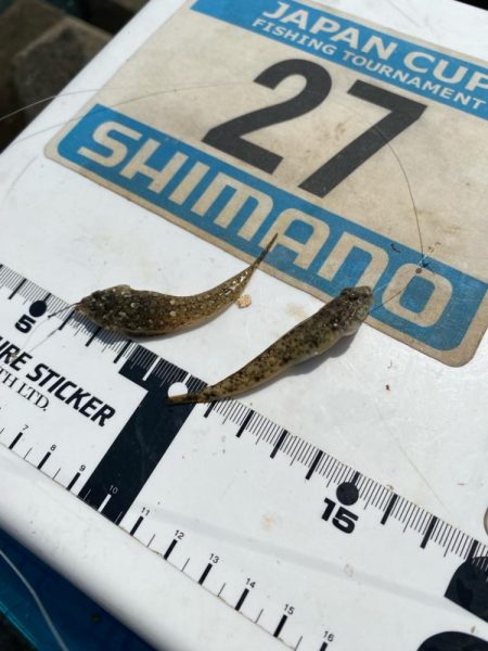 シロギスタのヒイラギスレイヤー