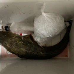 チニングのはずが