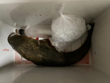 チニングのはずが