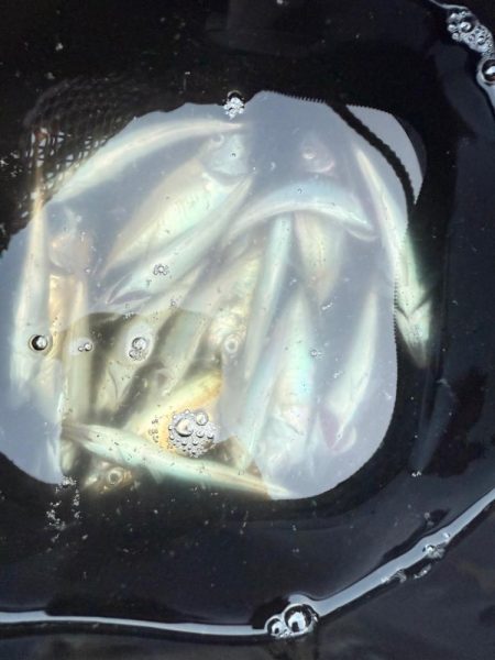 姫路アジ好調です。