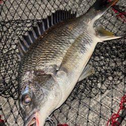 ヘチってきました