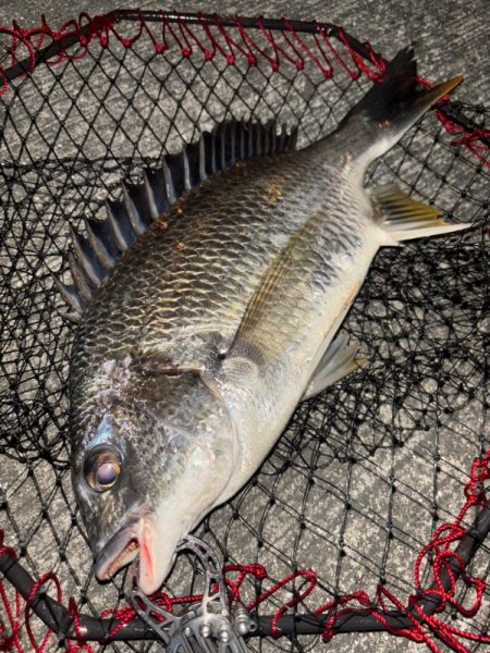 ヘチってきました