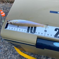 元気で綺麗なキス釣れてます