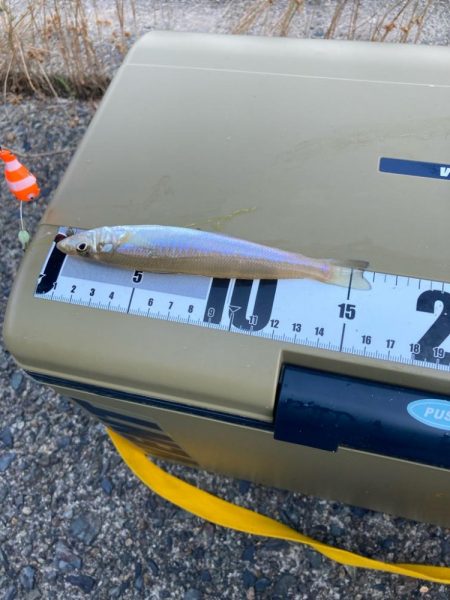 元気で綺麗なキス釣れてます