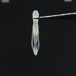 激渋ライトゲーム