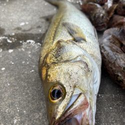 ロックフィッシング　楽しめました