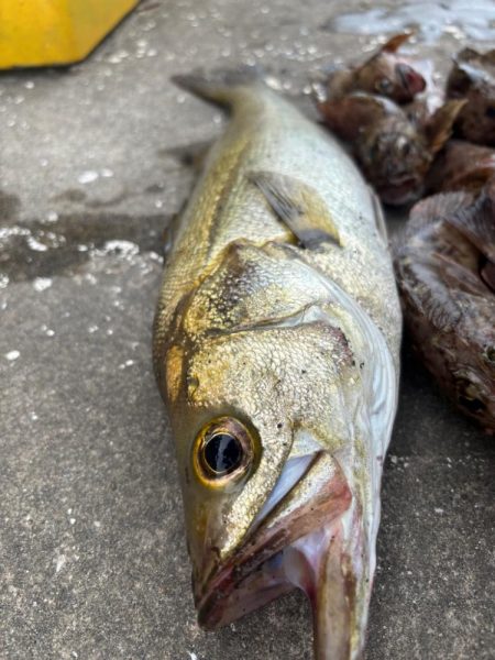 ロックフィッシング　楽しめました