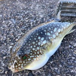 ちょい投げ釣りでキス調査