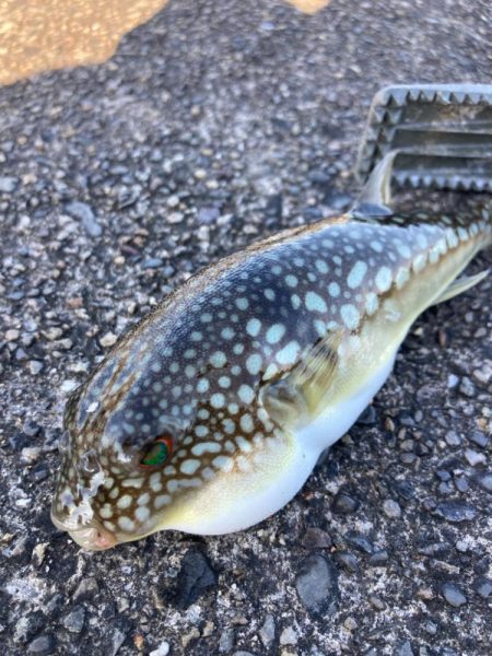 ちょい投げ釣りでキス調査