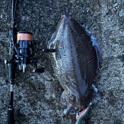 サイトエギング？