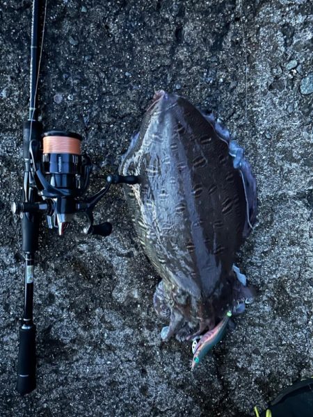 サイトエギング？