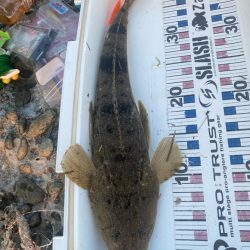 久しぶりの釣果