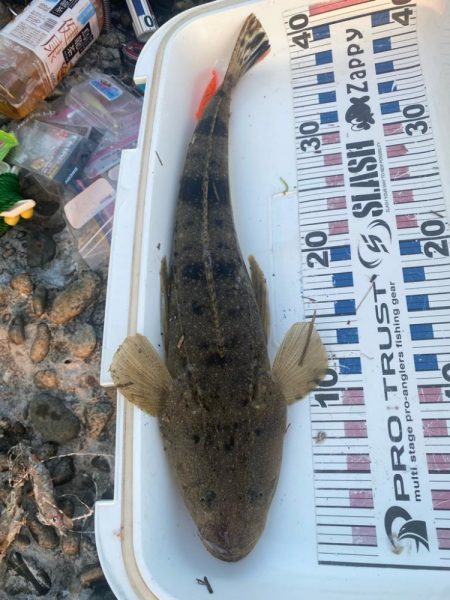 久しぶりの釣果