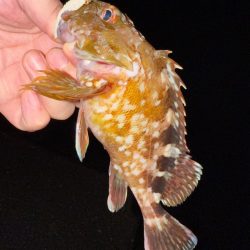 若潮メバリング