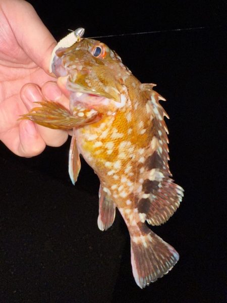 若潮メバリング