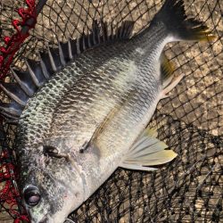 ヘチってきました