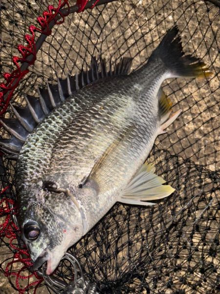 ヘチってきました