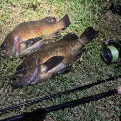 アジなめろうの手巻き寿司