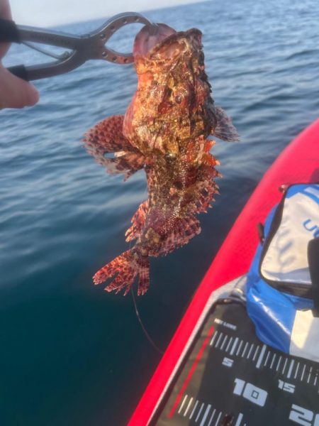 サップフィッシング