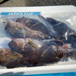 年間1匹:シロギスタのコール&レスポンス