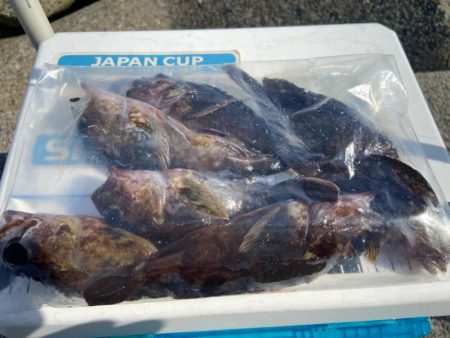 年間1匹:シロギスタのコール&レス…