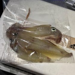 シロイカ釣り初チャレンジ！爆風の中墨付け完了