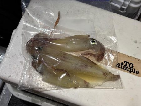 シロイカ釣り初チャレンジ！爆風の中墨付け完…