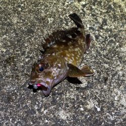 梅雨メバルシーズン前の激渋メバリング
