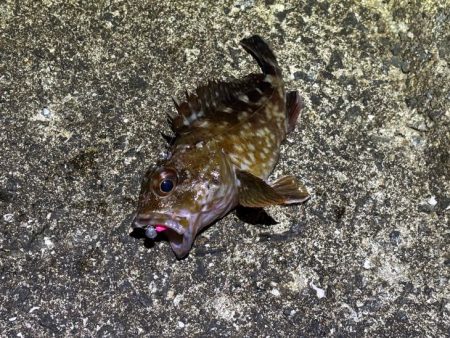 梅雨メバルシーズン前の激渋メバリング