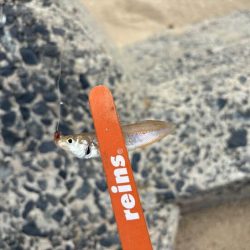 砂丘海岸でキス釣り｜群れが小さく続きません！