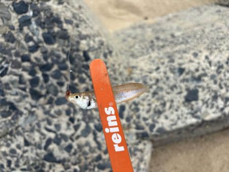 砂丘海岸でキス釣り｜群れが小さく続きません！