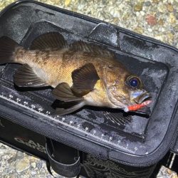 梅雨メバルで２０UPが連発！