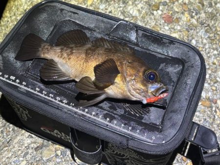 梅雨メバルで２０UPが連発！