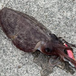 姫路春エギング｜夕マヅメにキロアップゲット…