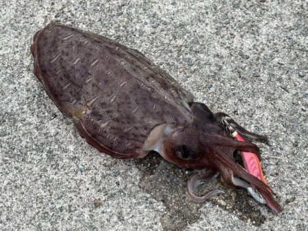 姫路春エギング｜夕マヅメにキロアップゲット…