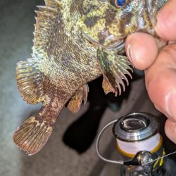 梅雨直前メバリング