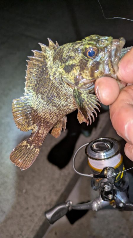 梅雨直前メバリング