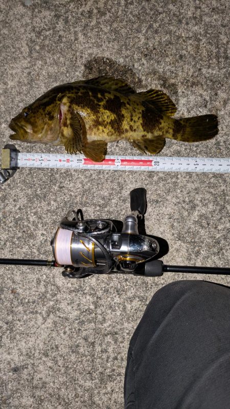 梅雨入りメバリング