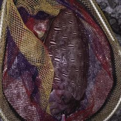 アオリは不在2。